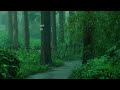Listen to the rain on the forest path, Relax, Reduce anxiety, Rain Sounds for Sleeping