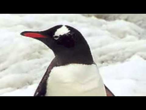 Bygdeschmertz - Pingvinbluesen