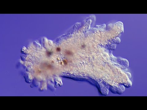 Specie di un parassita pinworm A che età danno gattini da vermi