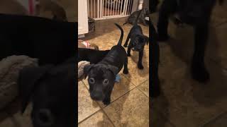 Video preview image #1 American Pit Bull Terrier-Unknown Mix Puppy For Sale in Holly Springs, NC, USA