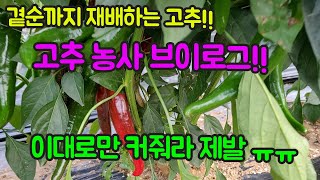 고추 농사 잘 짓는 법!! 농사의 여신 고추 농사 브이로그, 고추꽃 구경하세요^^