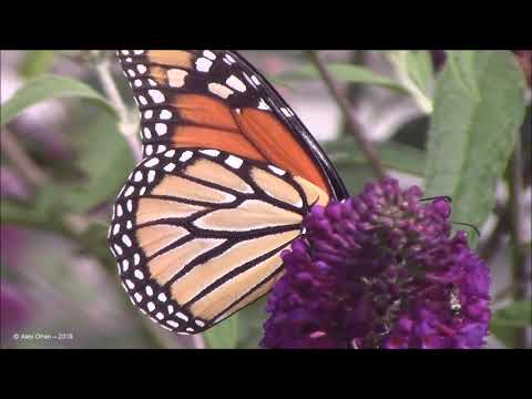 Most Beautiful Tulips Gardens in the World