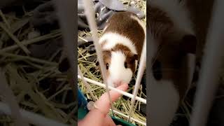 Guinea Pig Rodents Videos