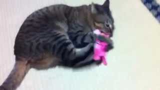 【KITTEN】必殺のネコキック(⌒▽⌒)