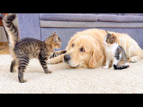 YouTube 썸네일