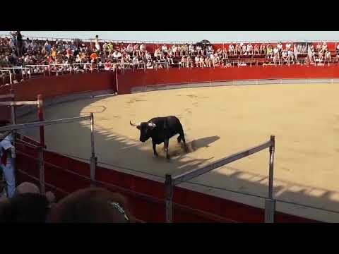 CONCURSO DE RECORTADORES DE RINCON DE SOTO 2019 / TOROPASION