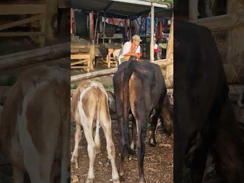 ganado pequeño en tiangue de Nueva Guadalupe, San Miguel, miércoles 03 de diciembre 2025