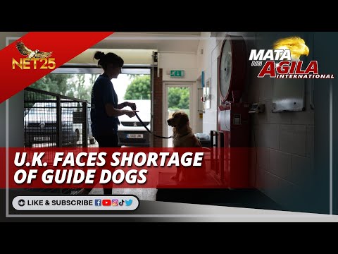 U.K. faces shortage of guide dogs Mata ng Agila International