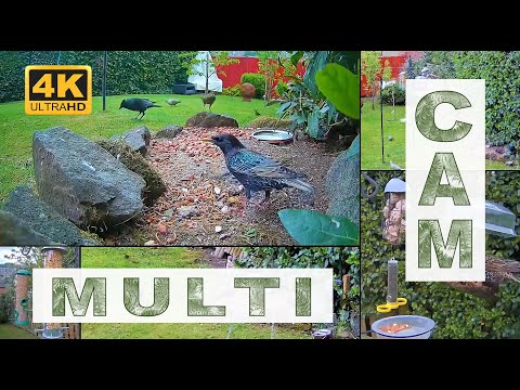 Bird &amp;amp;amp;amp; Ground Feeder, Sheffield