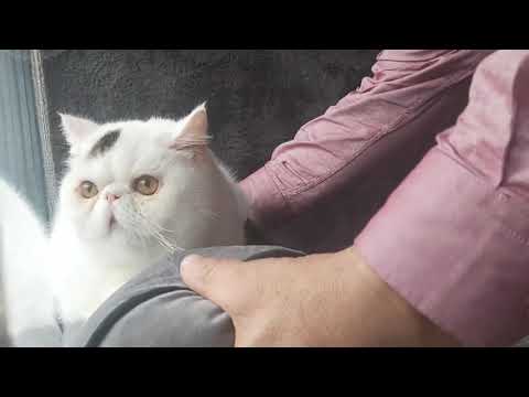 Exotic Shorthair Kitten cat(can deliver) - Image 2