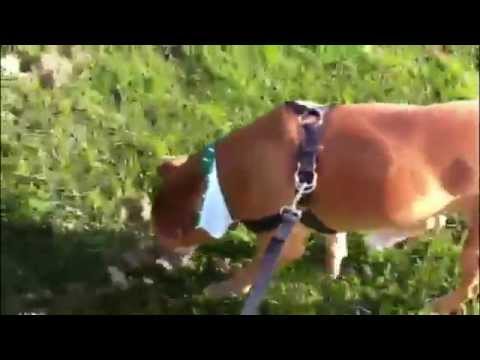 Toby, an adopted Pit Bull Terrier & Labrador Retriever Mix in Tracy, CA_image-1