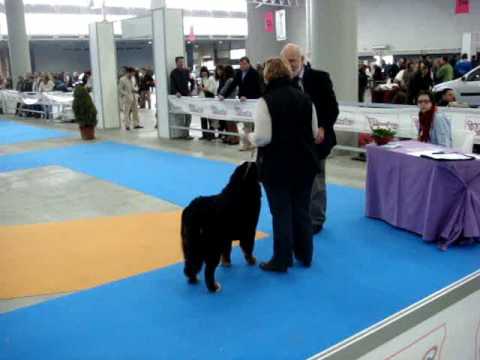 Boyero de Berna expo Valladolid feb09