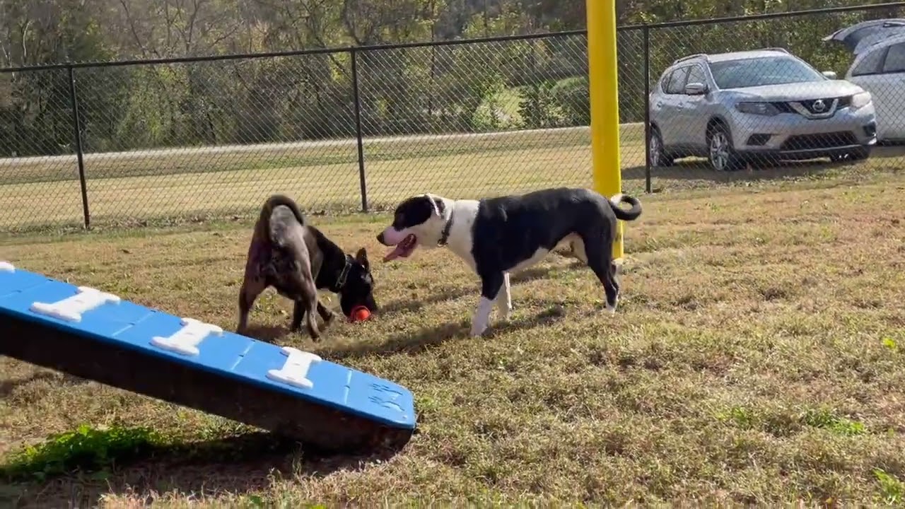 Ivy Garden ~ Loves children!, a Adoptable mixed breed in Woburn, MA video 6/6
