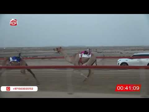  ش 3 (مياسه) لـ احمد بن مطر الرميثي 2:11 ، شارة الصندوق 2026/07/19 فطامين السمحه