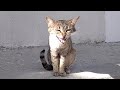 Tabby Cat Is Meowing Loudly On The Stairs