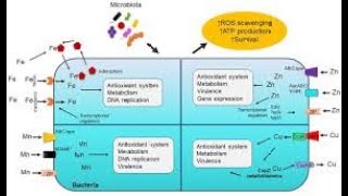 manganese and zinc Transporters Types of Virulence factors for microorganisms