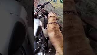 Labrador retriever And pitbull fight