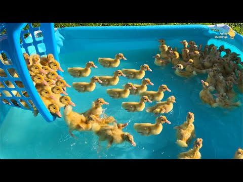 Ducklings from the supermarket 2.0