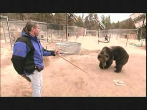 Grizzly Face to Face; Rocky the bear working again