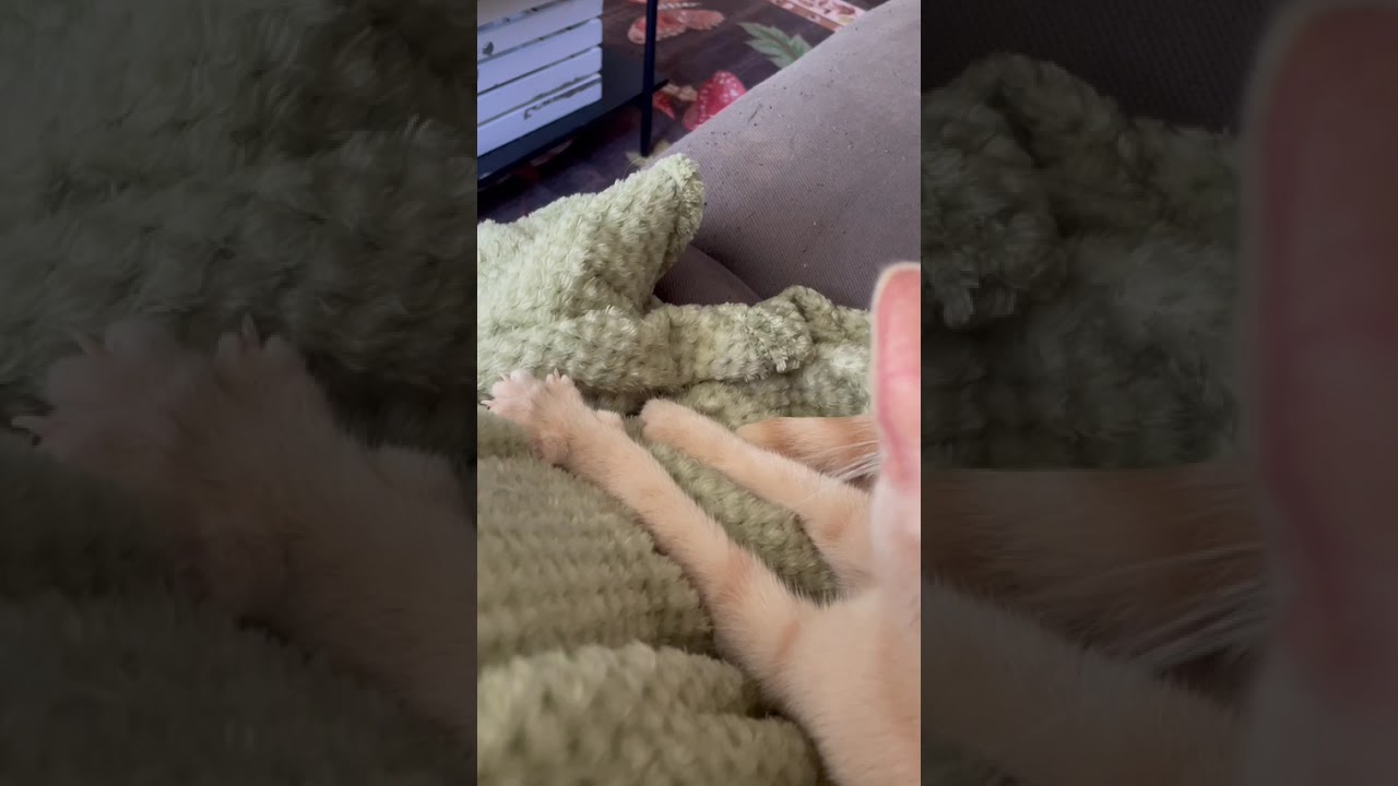 Enlarge Connie, an adopted mixed breed in Pearland, TX video 5/5