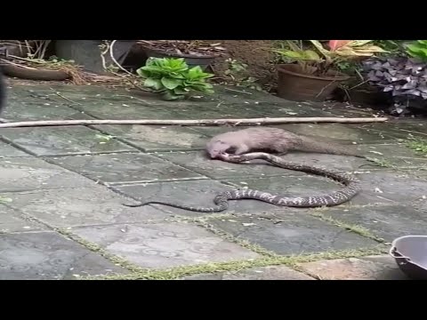 Snake ( Cobra ) vs Mongoose Real Fight || Animal Fight // snake vs mongoose // Real video