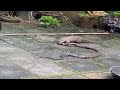 Snake Cobra Vs Mongoose Real Fight Animal Fight Snake Vs Mongoose Real Video
