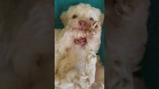 Video preview image #1 Maltipoo Puppy For Sale in CHESAPEAKE, VA, USA