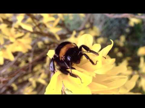 Franz Alice Stern & Groove Squared - The Rounder (Trapez ltd 155)