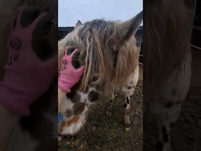 Hongre Appaloosa Fondation PP