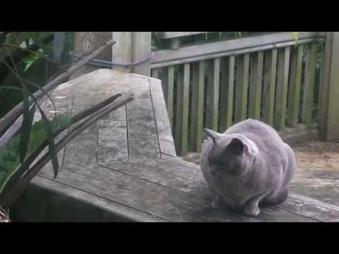 The fat cat at my house