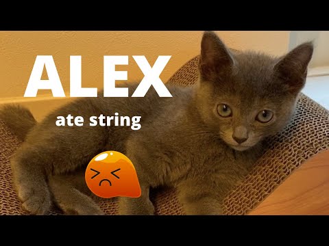 ALEX ate string...Our bad parenting (EP15)~ALEX the SURVIVOR~