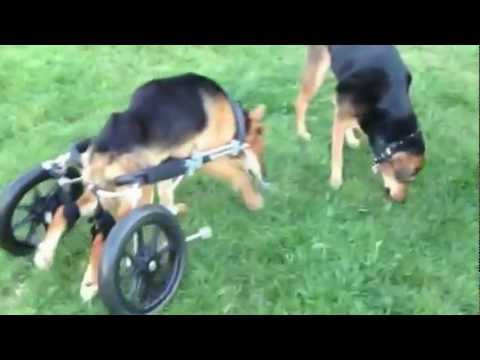 "Omid" (2)  the Miracle Dog from Iran's Vafa Animal Shelter - Paralyzed now on wheels