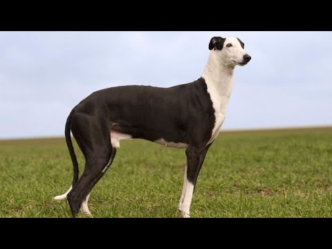 El Galgo Español. Perros robados. DOCUMENTAL.