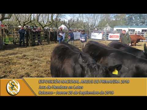 19-08-18 Jura Hembras en Lotes - Exposición Nacional Angus de Primavera - Balcarce