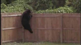 preview picture of video 'Bear climbs fence'