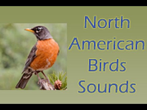 North American Birds Free Video