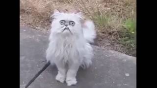 Michael Rapaport - This Stray Cat Looks Like Grandma