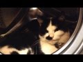 Cat In The Washing Machine