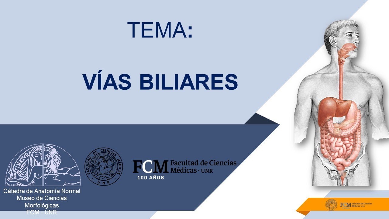 Aparato digestivo. Vías Biliares