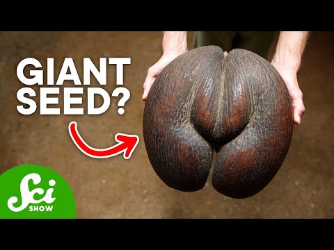 , title : '5 of the World's Most Bizarre Seeds'