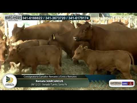 09-12-25 - Remate MARCANGUS - Ganados Remates y Enrico Remates -  Venado Tuerto, Santa Fe