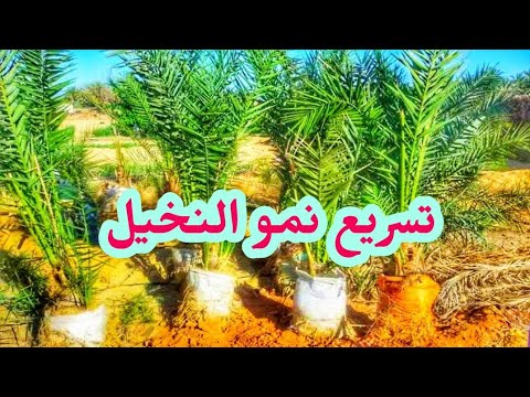, title : 'طريقه تسميد النخيل/طريقه عبقريه لتسميد النخيل زيادة نمو النخيل بالطريقة دي'