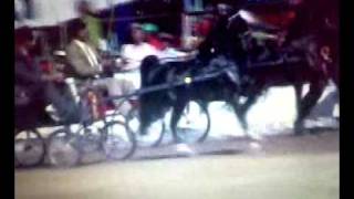 big shot romeo-hackney pony.mp4