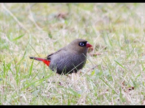 Amadinka nádherná (Stagonopleura bella) — starostlivosť, voliéra a kŕmenie