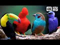 Most Beautiful Tropical Birds | Amazing Birds Chirp | Stress Relief | Healing Nature Sounds
