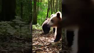 Download lagu Bears #π» #shortvideo #funny #venom #bear #animals #cute mp3 Download lagu Bears #π» #shortvideo #funny #venom #bear #animals #cute mp3