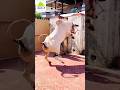 Dangerous Cow Bakra Eid Qurbani Shorts Cow Bakraeid2024