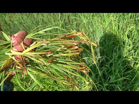 2,4 D effect to weed on rice