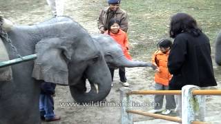 Elephant safari at Kaziranga National Park