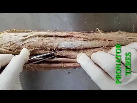 QUICK REVISION OF UPPER LIMB DISSECTION FOR ANATOMY VIVA / PRACTICAL PART-1 - BY DR MITESH DAVE